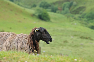 mouton