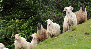 moutons